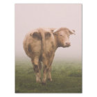 White Cow Bull looking Back in a Foggy Field