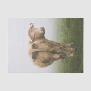 White Cow Bull looking Back in a Foggy Field Tissue Paper