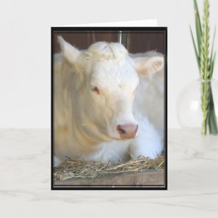 White cow greeting card