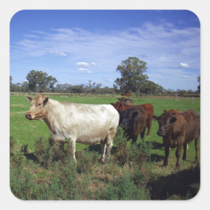 White Cow Leading The Herd, Square Sticker