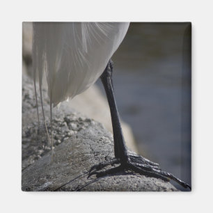 White Crane Bird Feet Photo Magnet