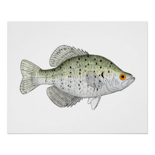 White Crappie Magnet Poster