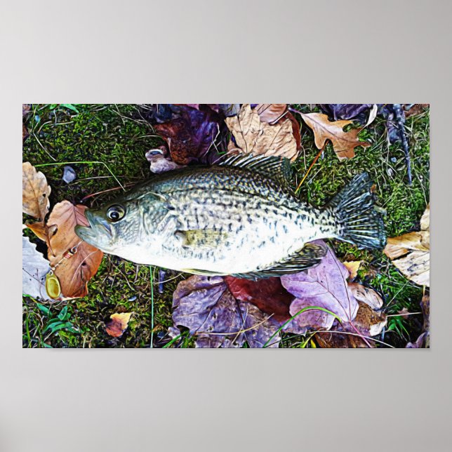 White Crappie Poster (Front)