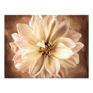 White, Cream, Brown Dahlia Background Customized Photo Print