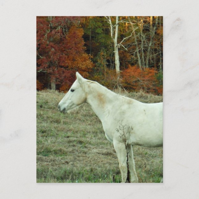 White Cream Horse in an Autumn Field Postcard (Front)