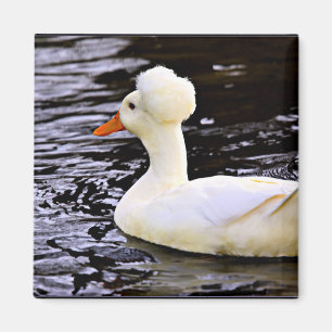 White Crested Duck Magnet