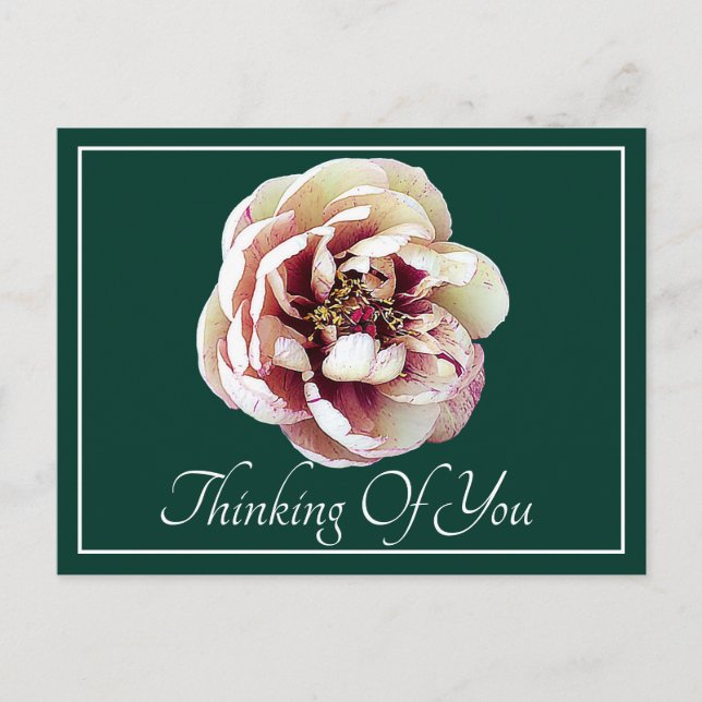 White Crimson Peony Green Backdrop Thinking Of You Postcard (Front)