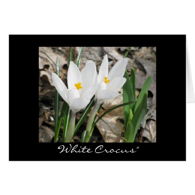 'White Crocus" (Front Horizontal)