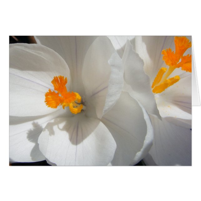 White Crocus (Front Horizontal)