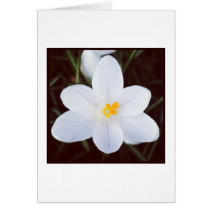 White Crocus