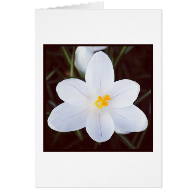 White Crocus (Front)