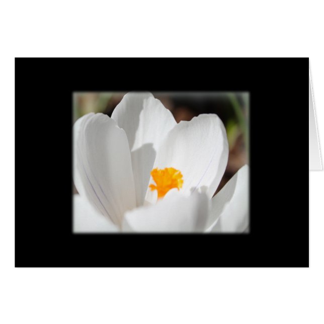 white crocus flower (Front Horizontal)