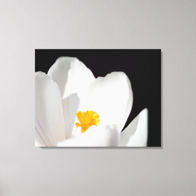 White crocus flower macro picture canvas print (Front)