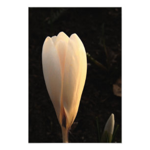 White Crocus on Dark Background Photo Print