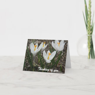 White Crocuses Card