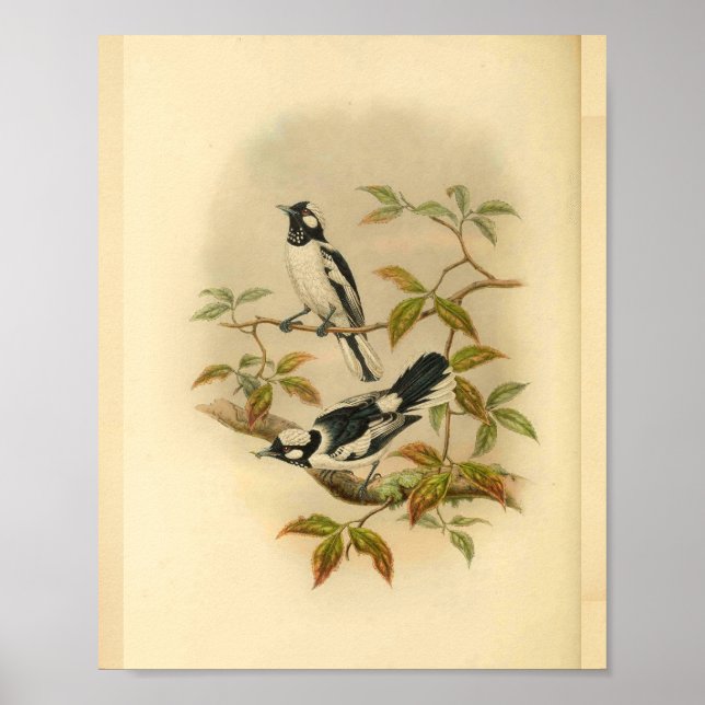 White Crowned Flycatcher Black Bird Vintage Print (Front)