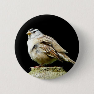 White Crowned Song Sparrow 2 Inch Round Button