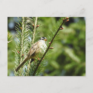White-crowned sparrow, birds, wildlife, postcard