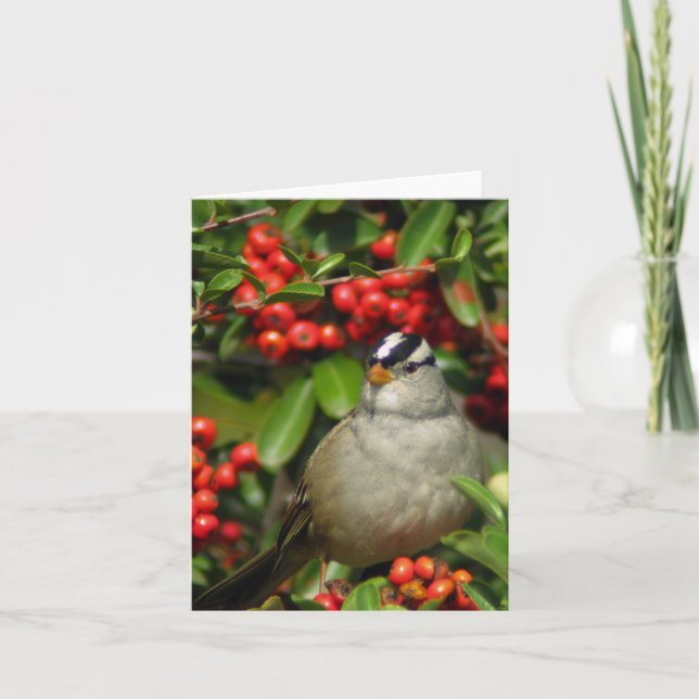 White-Crowned Sparrow • Joe Sweeney - card (Front)