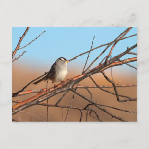 White Crowned Sparrow on a stick Postcard