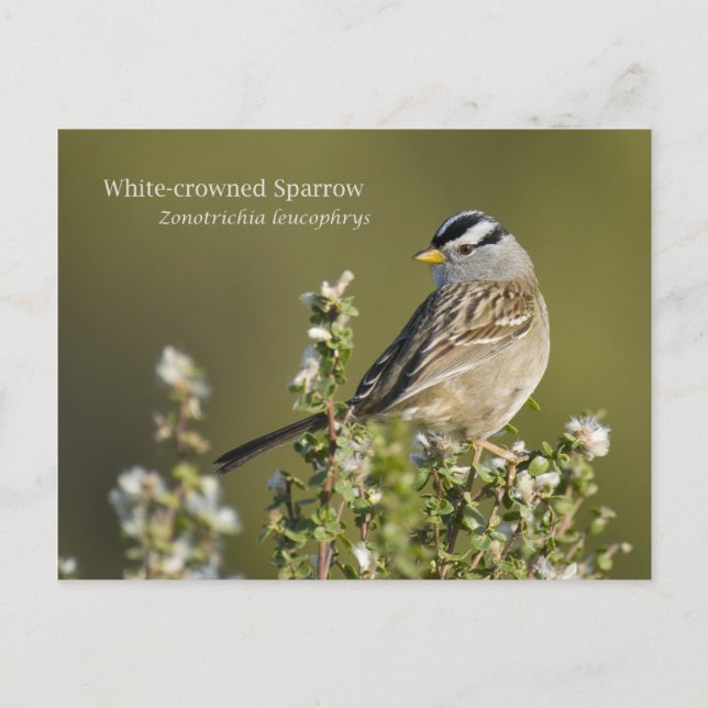 White-crowned Sparrow Postcard (Front)
