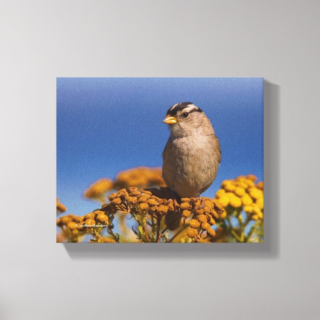 White-Crowned Sparrow Sitting on the Tansy Canvas Print (Front)