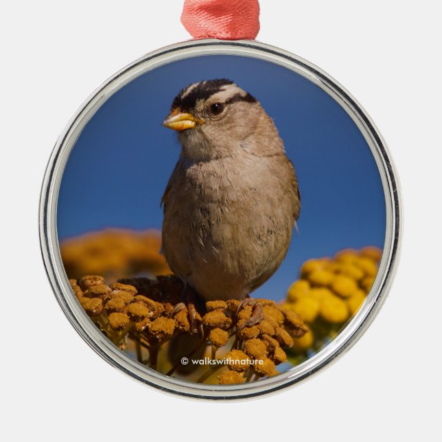 White-Crowned Sparrow Sitting on the Tansy Metal Ornament (Front)