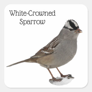 White-Crowned Sparrow Square Sticker