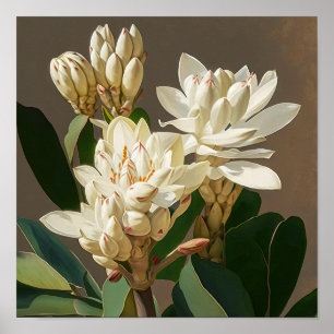 White Curcuma Flower Art Print Poster