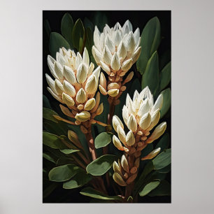 White Curcuma Flower Art Print Poster