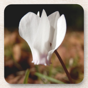 White Cyclamen Hard Plastic Coasters