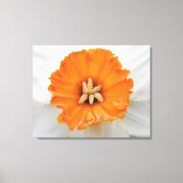 White Daffodil Canvas Print (Front)