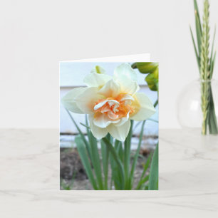 White Daffodil Flower Photograph Card