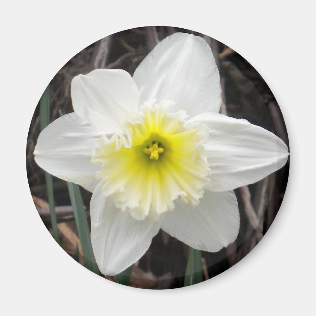 White Daffodil Magnet (Front)
