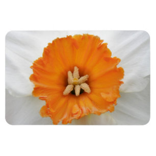White Daffodil Premium Magnet