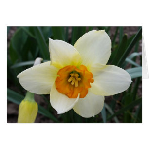 white daffodil shining