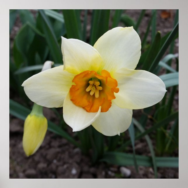 white daffodil shining poster (Front)