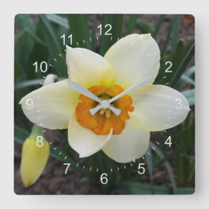 white daffodil shining square wall clock