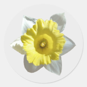 White Daffodil Stickers