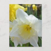 White Daffodil with Yellow Centre