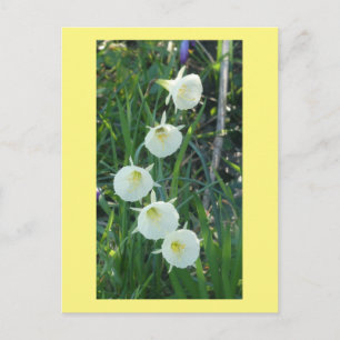 White Daffodils Arctic Bells DIY Postcard