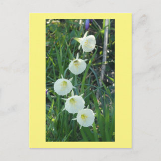 White Daffodils Arctic Bells DIY Postcard
