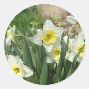 White Daffodils Classic Round Sticker