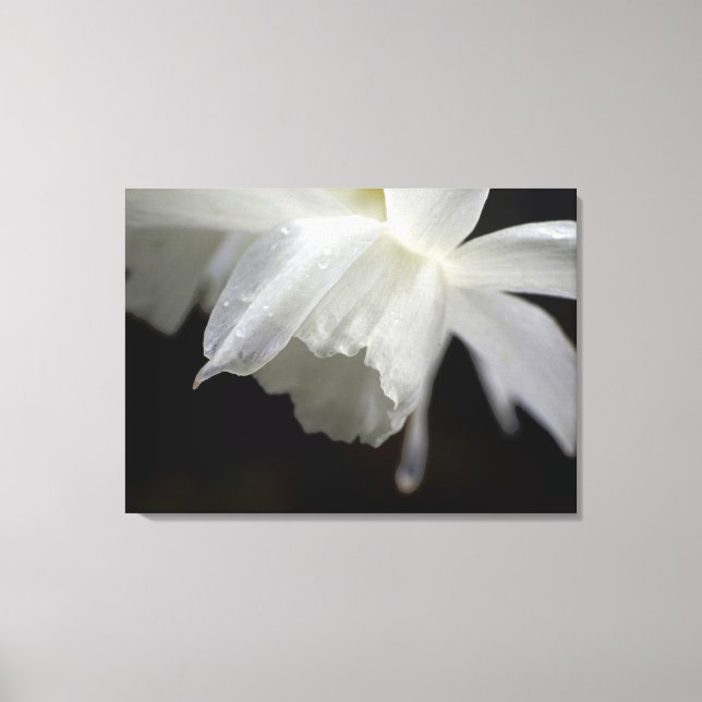 White Daffodils Floral Photo Print (Front)