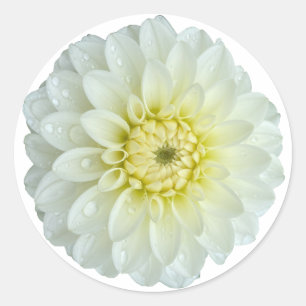White Dahlia Flower  Classic Round Sticker