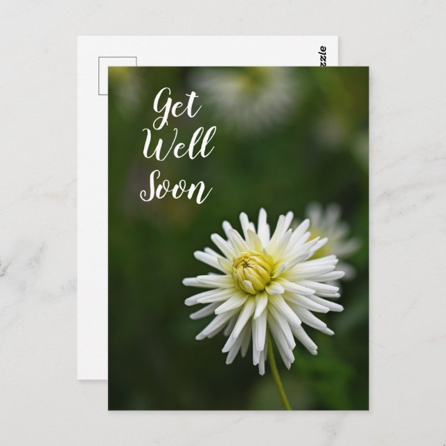 White Dahlia Flower Get Well Soon Postcard (Front/Back)