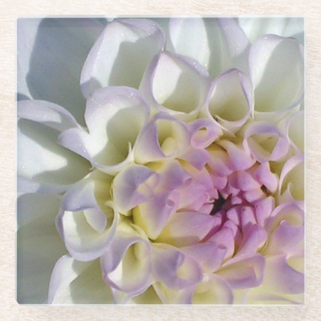 White Dahlia Glass Coaster (Front)