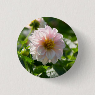 White dahlia in the garden photo 1 inch round button