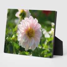 White dahlia in the garden photo