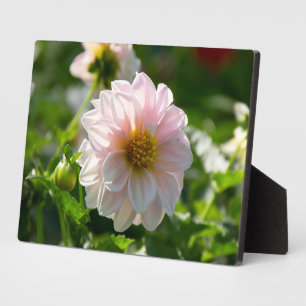 White dahlia in the garden photo plaque